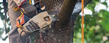 Best Commercial Tree Services  in North Royalton, OH