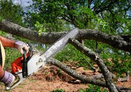 Best Emergency Tree Removal  in North Royalton, OH